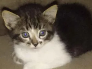 Gato raça viralata idade Abaixo de 2 meses nome sem nome
