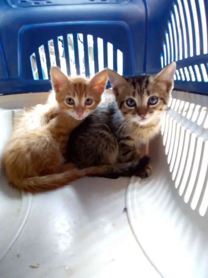 Gato raça Sem raça definida idade 2 a 6 meses nome Sem nomes