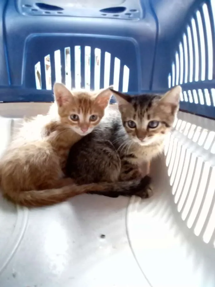 Gato raça Sem raça definida idade 2 a 6 meses nome Sem nomes