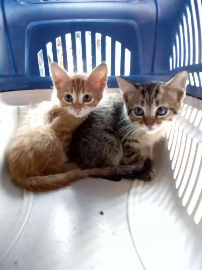 Gato raça Sem raça definida idade 2 a 6 meses nome Sem nomes