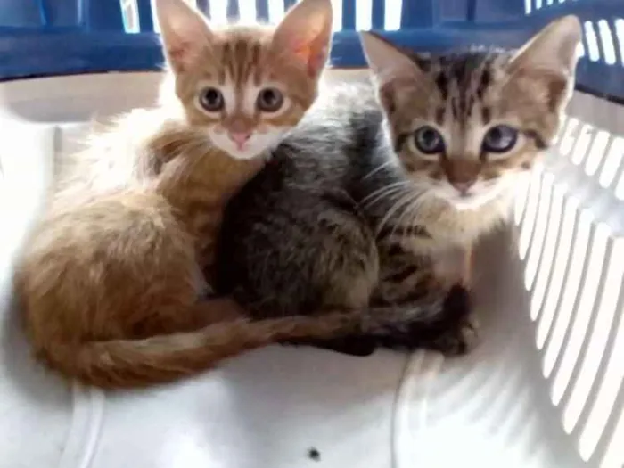 Gato raça Sem raça definida idade 2 a 6 meses nome Sem nomes