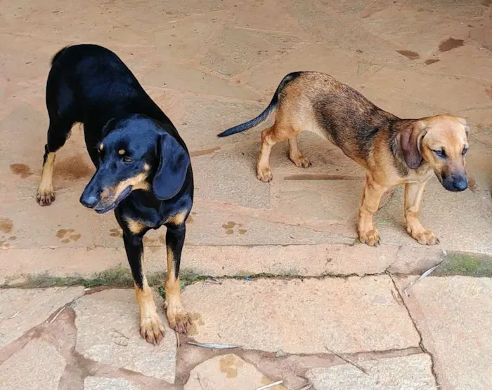 Cachorro ra a Sem raça idade 2 anos nome Rey e Jyn Erso 
