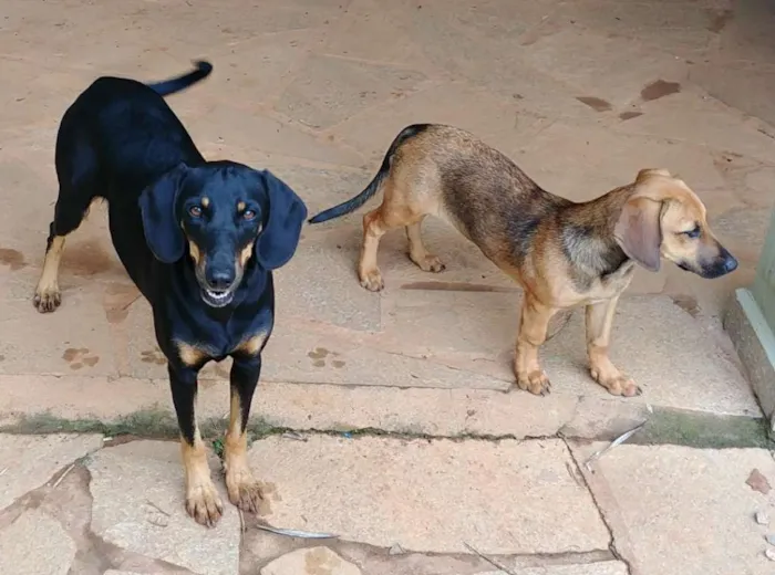 Cachorro ra a Sem raça idade 2 anos nome Rey e Jyn Erso 
