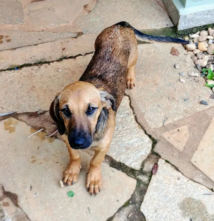 Cachorro ra a Sem raça idade 2 a 6 meses nome Jyn Erso (Star Wars)