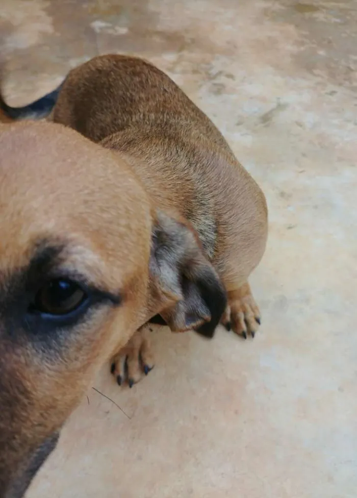 Cachorro ra a Sem raça idade 2 a 6 meses nome Jyn Erso (Star Wars)
