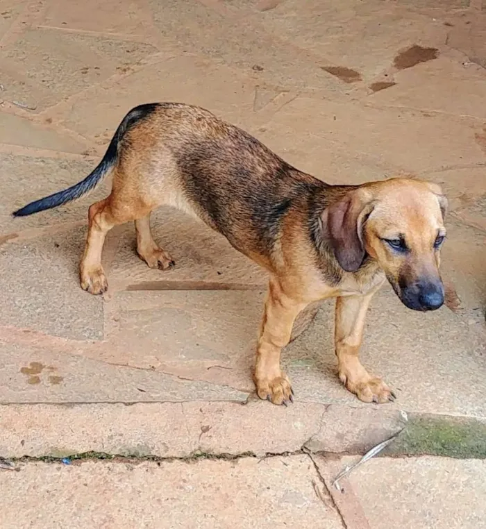Cachorro ra a Sem raça idade 2 a 6 meses nome Jyn Erso (Star Wars)