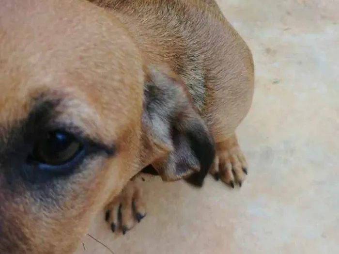 Cachorro ra a Sem raça idade 2 a 6 meses nome Jyn Erso (Star Wars)