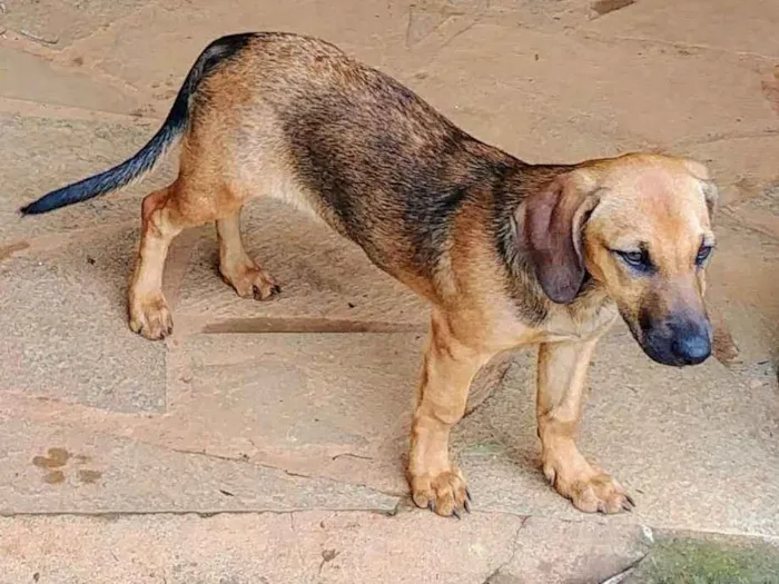 Cachorro ra a Sem raça idade 2 a 6 meses nome Jyn Erso (Star Wars)