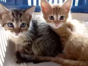 Gato raça Sem raça definida idade 2 a 6 meses nome Sem nomes