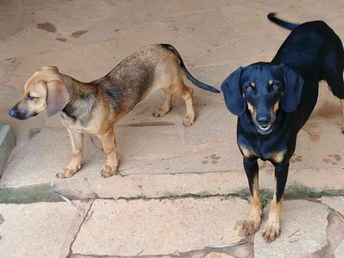 Cachorro ra a Sem raça idade 2 anos nome Rey e Jyn Erso 