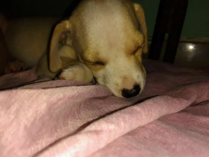 Cachorro ra a VIRA - LATA idade Abaixo de 2 meses nome 0