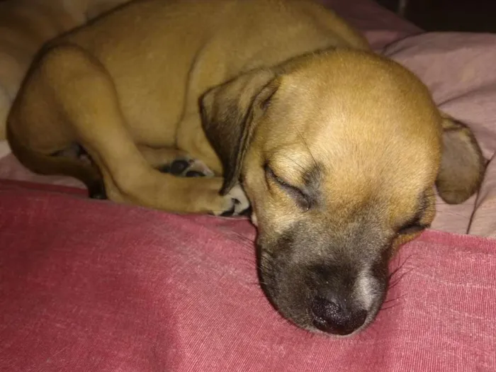 Cachorro ra a VIRA LARA idade Abaixo de 2 meses nome S/N