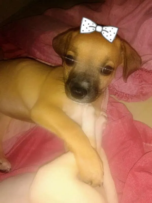 Cachorro ra a VIRA LARA idade Abaixo de 2 meses nome S/N