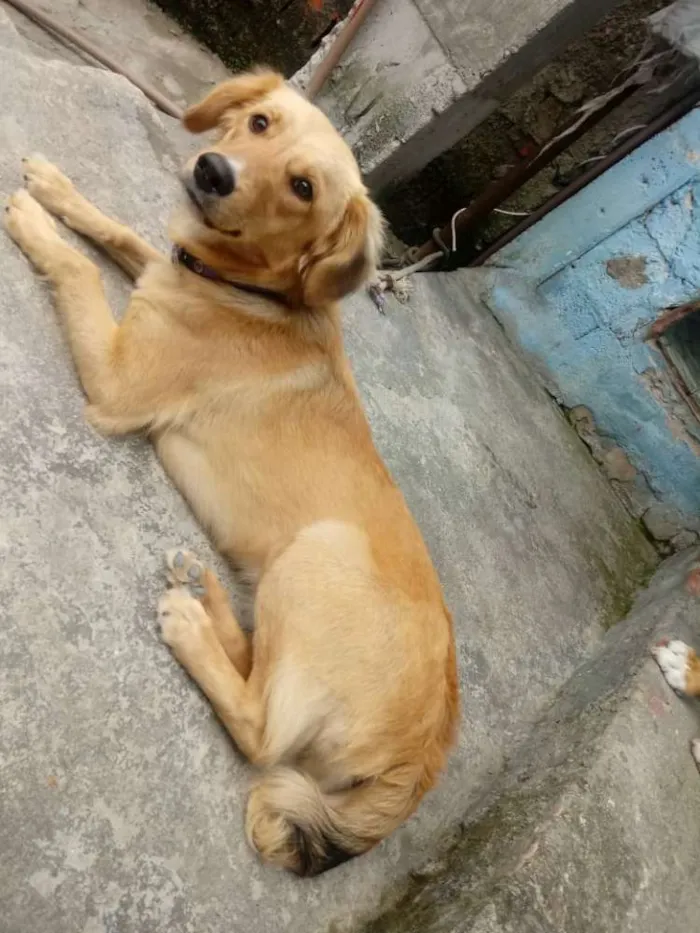 Cachorro ra a nao definida idade 7 a 11 meses nome lili