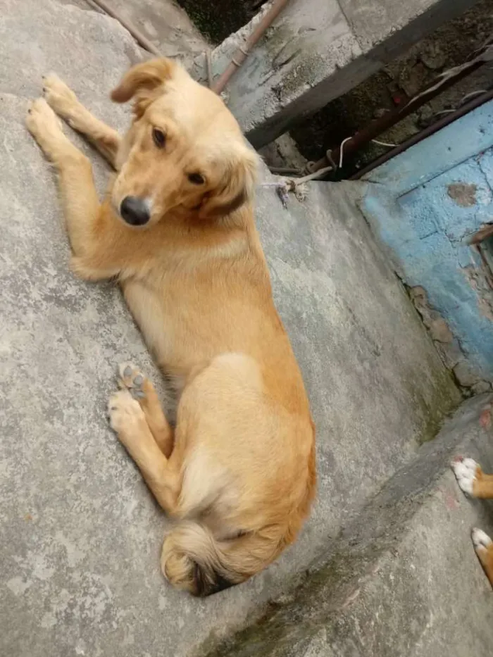 Cachorro ra a nao definida idade 7 a 11 meses nome lili
