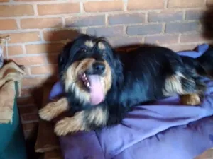 Cachorro raça Poodle idade 5 anos nome Pelucio