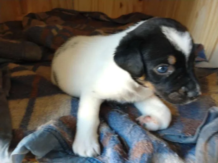 Cachorro ra a Comum idade Abaixo de 2 meses nome Luidi