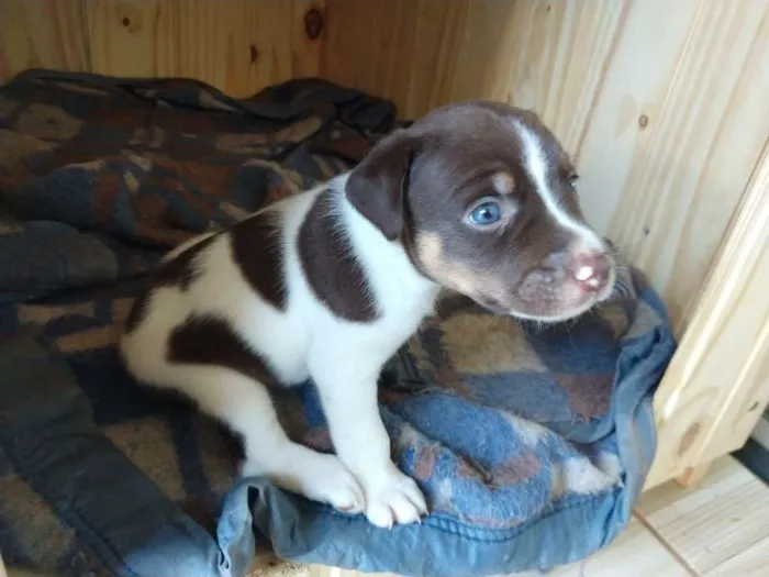 Cachorro ra a Comum idade Abaixo de 2 meses nome Lylo