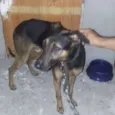 Cachorro raça SRD idade 3 anos nome Meninão