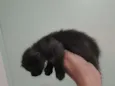 Miau