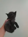 Miau