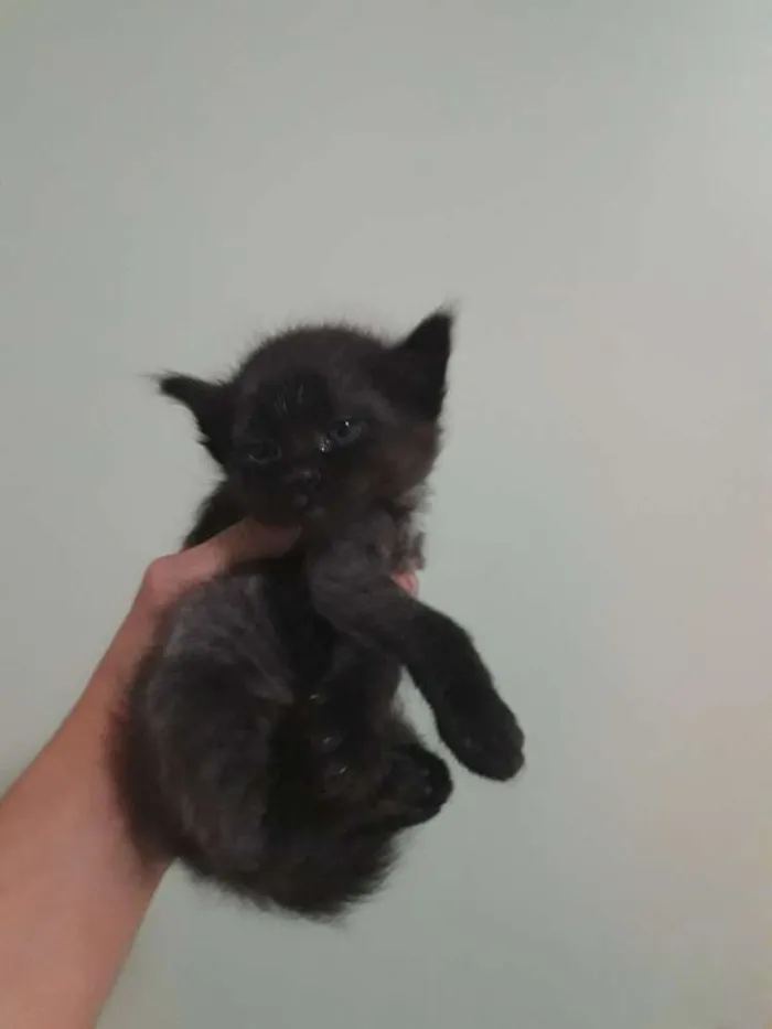Gato ra a Vira vira idade Abaixo de 2 meses nome Miau