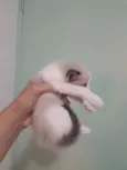Miau