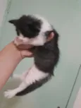 Miau
