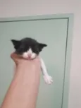 Miau