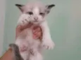 Miau