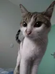 Manchinha