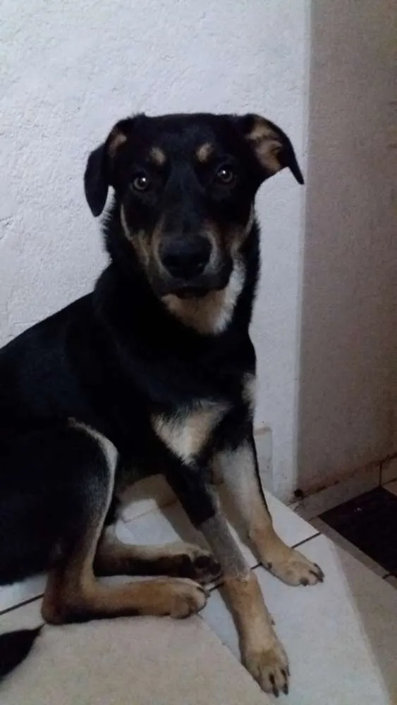 Cachorro ra a  idade Abaixo de 2 meses nome indefinido