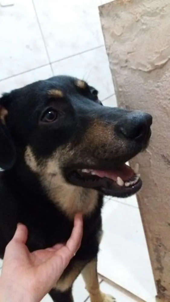 Cachorro ra a  idade Abaixo de 2 meses nome indefinido