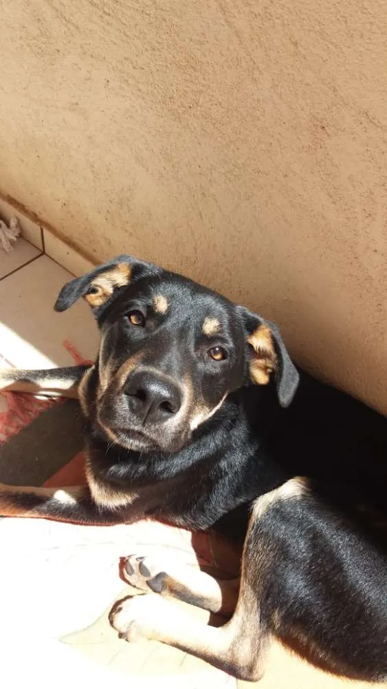 Cachorro ra a  idade Abaixo de 2 meses nome indefinido