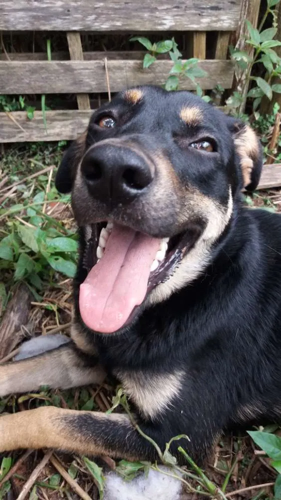 Cachorro ra a RSD idade 7 a 11 meses nome Costelinha