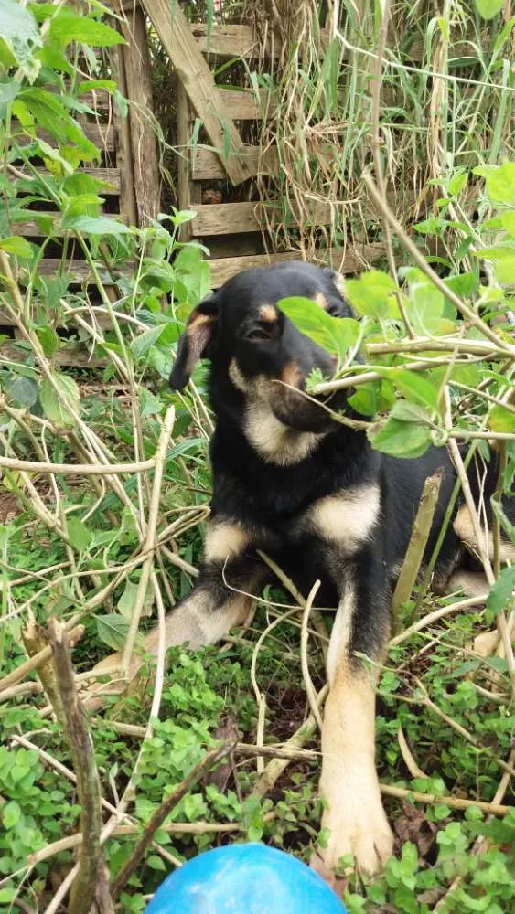 Cachorro ra a RSD idade 7 a 11 meses nome Costelinha