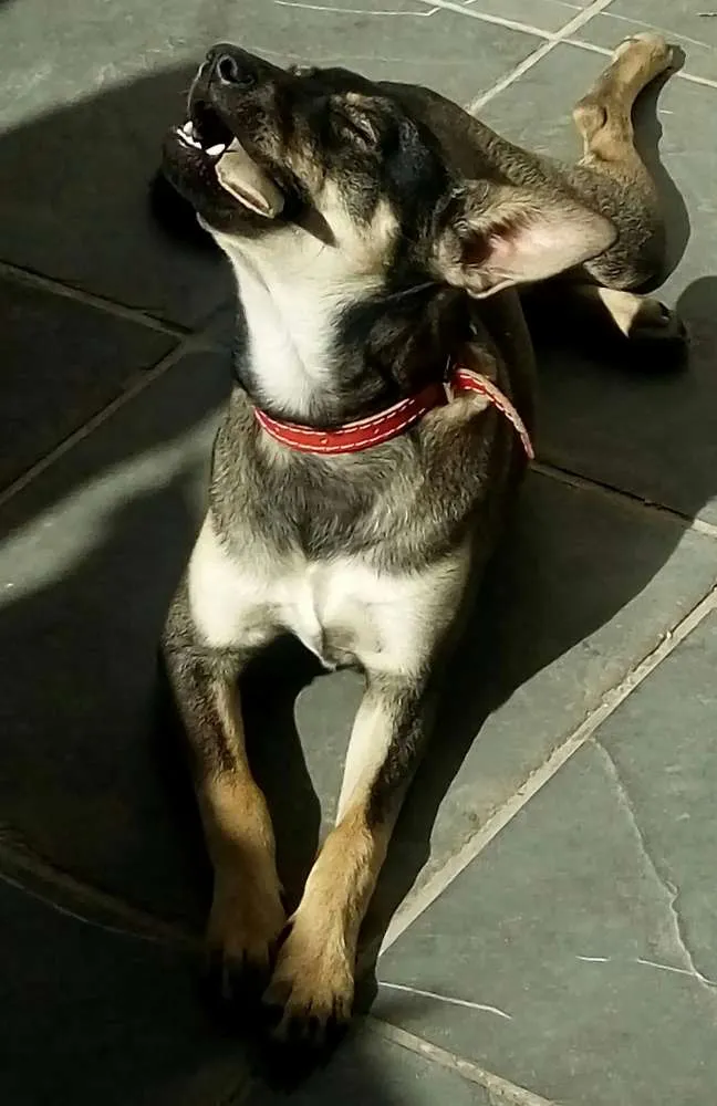 Cachorro ra a  idade 1 ano nome Nikita