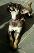 Nikita
