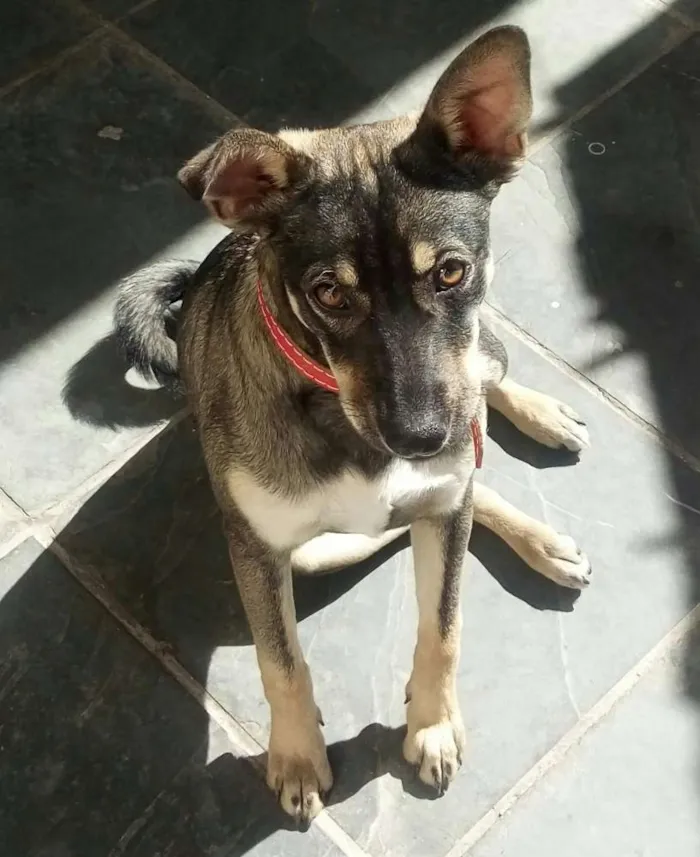 Cachorro ra a  idade 1 ano nome Nikita