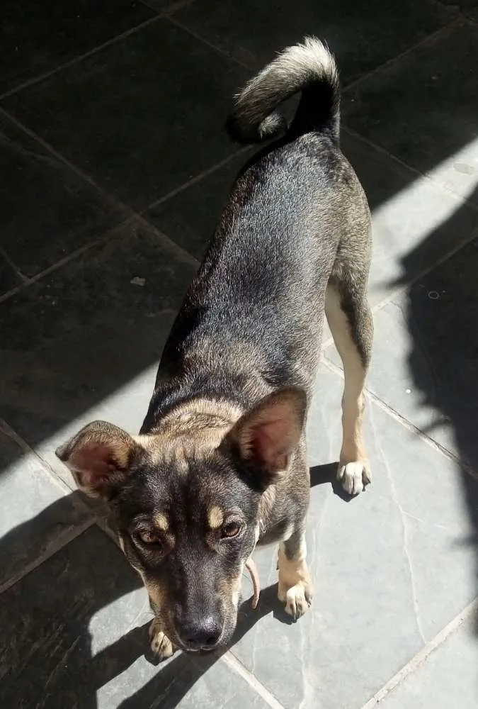 Cachorro ra a  idade 1 ano nome Nikita