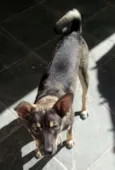 Nikita