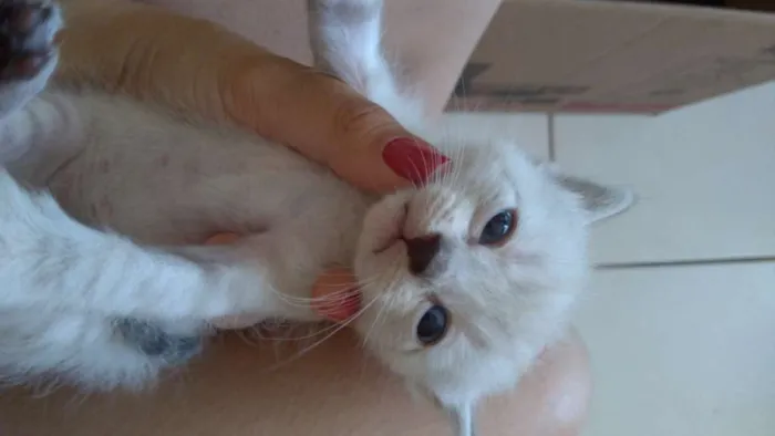 Gato ra a Vários  idade 2 a 6 meses nome Vários 