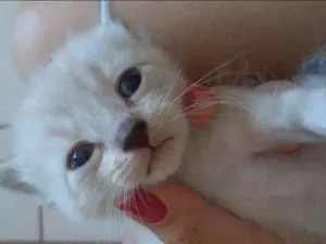 Gato raça Vários  idade 2 a 6 meses nome Vários 