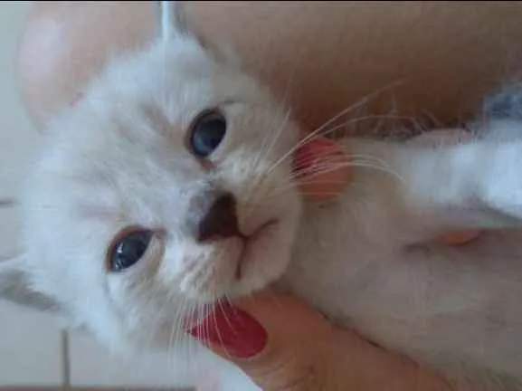 Gato ra a Vários  idade 2 a 6 meses nome Vários 