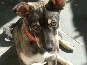 Cachorro raça  idade 1 ano nome Nikita