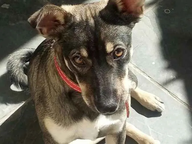 Cachorro ra a  idade 1 ano nome Nikita