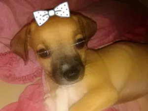 Cachorro raça VIRA LARA idade Abaixo de 2 meses nome S/N