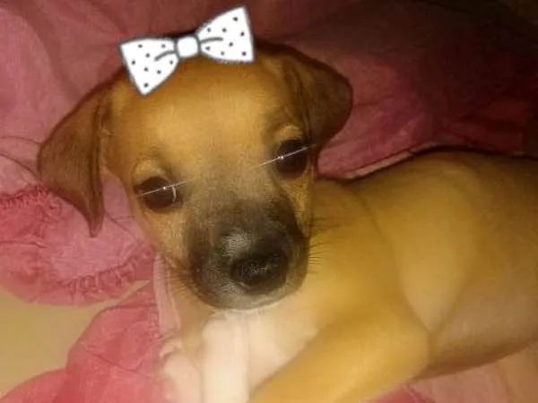 Cachorro ra a VIRA LARA idade Abaixo de 2 meses nome S/N