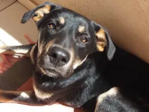 Cachorro raça RSD idade 7 a 11 meses nome Costelinha