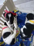 Filhotinhos